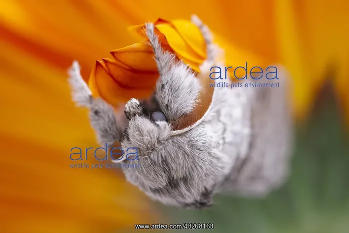 : Pale Tussock Moth - Norfolk UK : Pale Tussock Moth - Norfolk UK