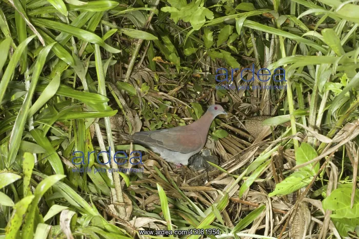 : Pale-vented Pigeon : Pale-vented Pigeon