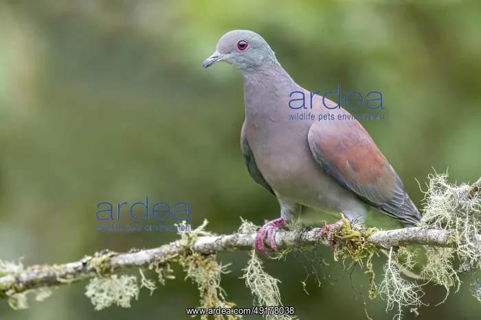 : Pale-vented Pigeon (Columba cayennensis) perched on a branch in Colombia : Pale-vented Pigeon (Columba cayennensis) perched on a branch in Colombia
