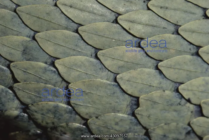 : Pale Viper Scales : Pale Viper Scales