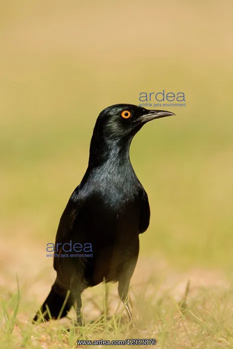 : Pale-Winged Starling - On the ground : Pale-Winged Starling - On the ground