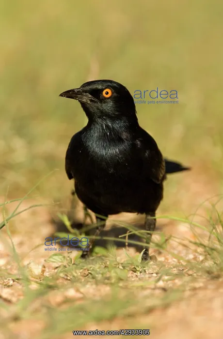 : Pale Winged Starling - Searching for food in the : Pale Winged Starling - Searching for food in the