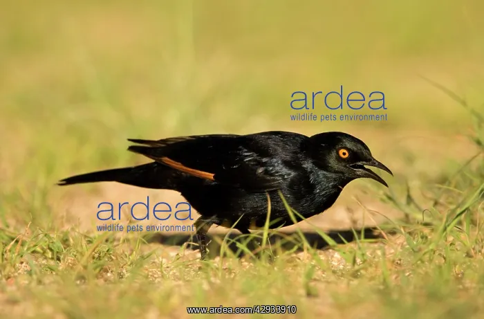 : Pale Winged Starling - Searching for food in the : Pale Winged Starling - Searching for food in the