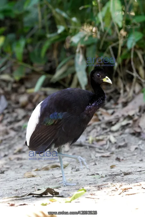 : Pale-winged Trumpeter : Pale-winged Trumpeter