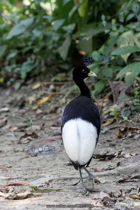 : Pale-winged Trumpeter : Pale-winged Trumpeter