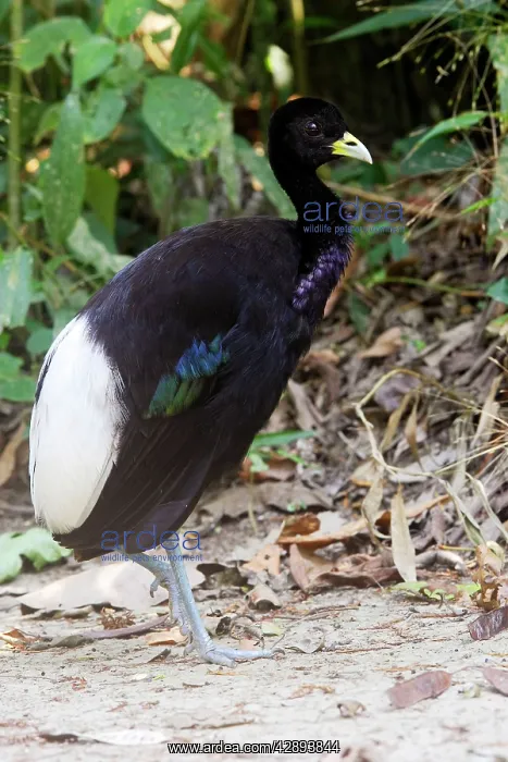  : Pale-winged Trumpeter