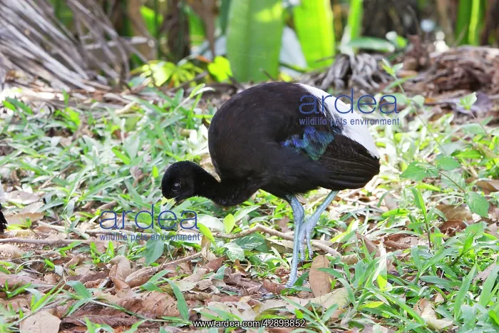 : Pale-winged Trumpeter : Pale-winged Trumpeter