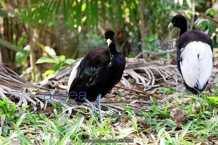 : Pale-winged Trumpeter : Pale-winged Trumpeter