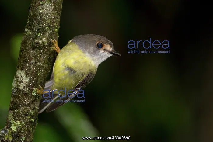 : Pale-yellow Robin : Pale-yellow Robin