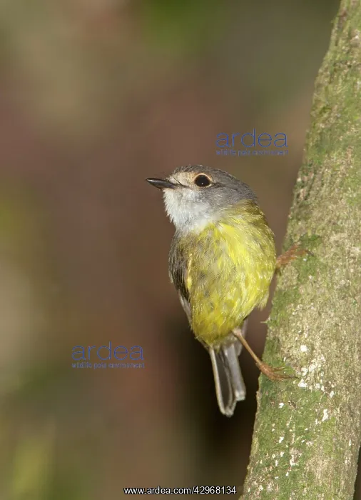 : Pale-yellow Robin - clinging to a tree trunk : Pale-yellow Robin - clinging to a tree trunk