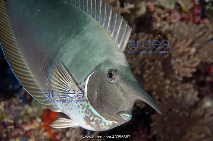 : Palefin Unicornfish : Palefin Unicornfish