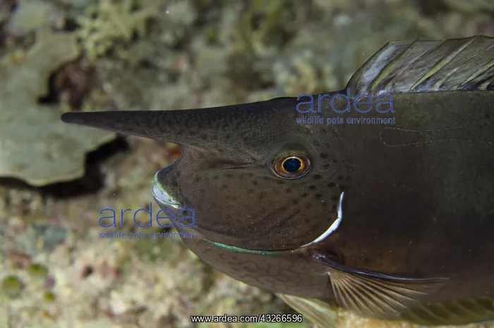 : Palefin Unicornfish - Dark form with horn - Yilliet : Palefin Unicornfish - Dark form with horn - Yilliet