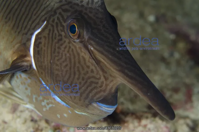 : Palefin Unicornfish - in night colours - Night : Palefin Unicornfish - in night colours - Night