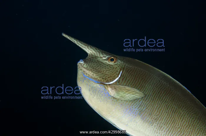 : Palefin Unicornfish - Whale Rock dive site, Misool : Palefin Unicornfish - Whale Rock dive site, Misool