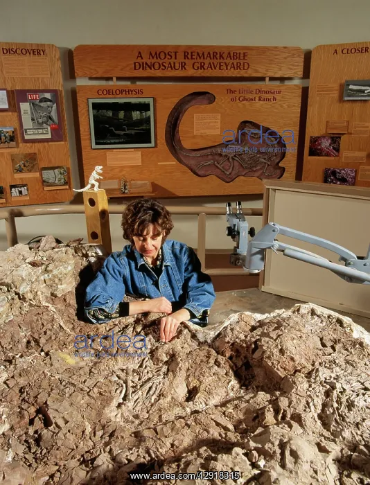 : Paleontologist J. Lynett Gillette - working on : Paleontologist J. Lynett Gillette - working on