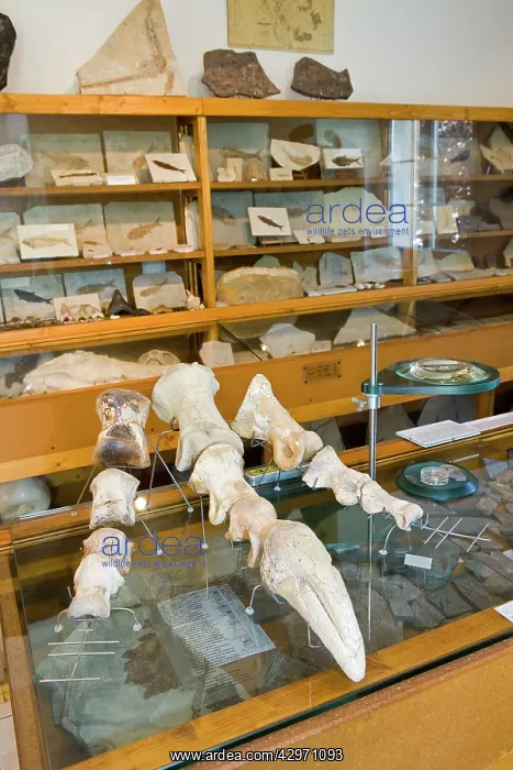  : Paleontologist  /  Palaeontologist Eric Depren little museum