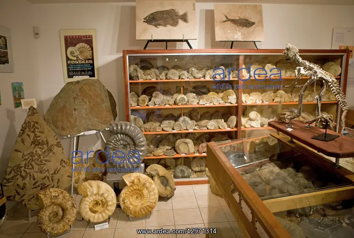 : Paleontologist / Palaeontologist Eric Depre's fossil : Paleontologist / Palaeontologist Eric Depre's fossil