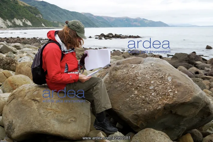 : Paleontologist studying marine fossil deposits : Paleontologist studying marine fossil deposits