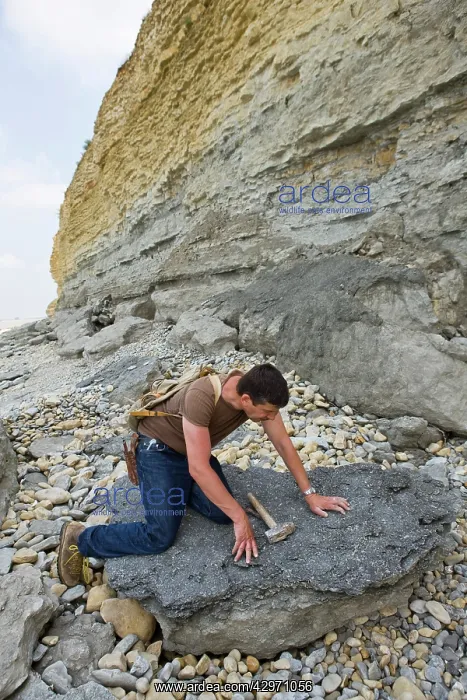 : Paleontology / Palaeontology - Eric Depre observing : Paleontology / Palaeontology - Eric Depre observing