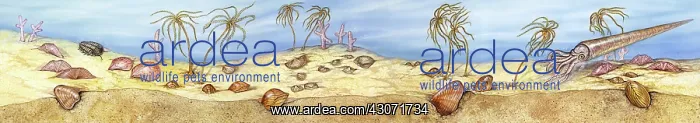 : Paleozoic Marine Community : Paleozoic Marine Community