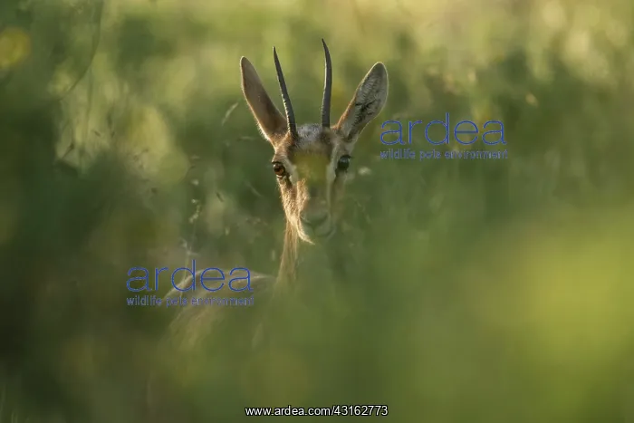 : Palestine Mountain Gazelle : Palestine Mountain Gazelle