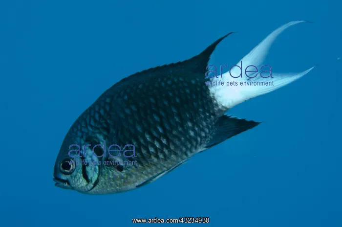 : Paletail Chromis Damselfish - USAT (US Army Transport) : Paletail Chromis Damselfish - USAT (US Army Transport)
