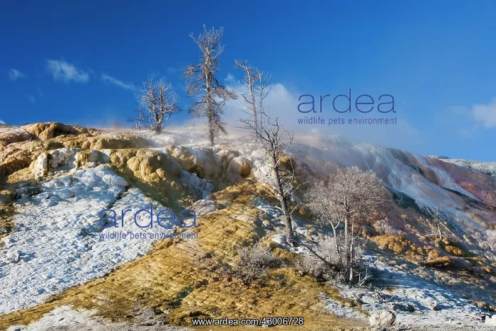  : Palette Spring trees killed by hot springMammoth Springs
