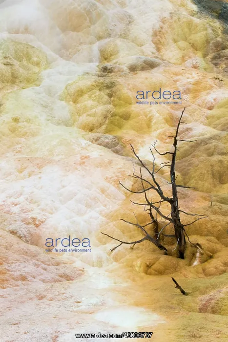  : Palette Spring trees killed by hot springMammoth Springs
