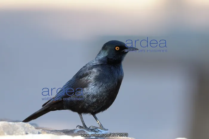 : Palewinged Starling : Palewinged Starling