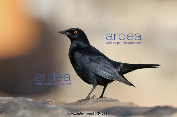 : Palewinged Starling : Palewinged Starling