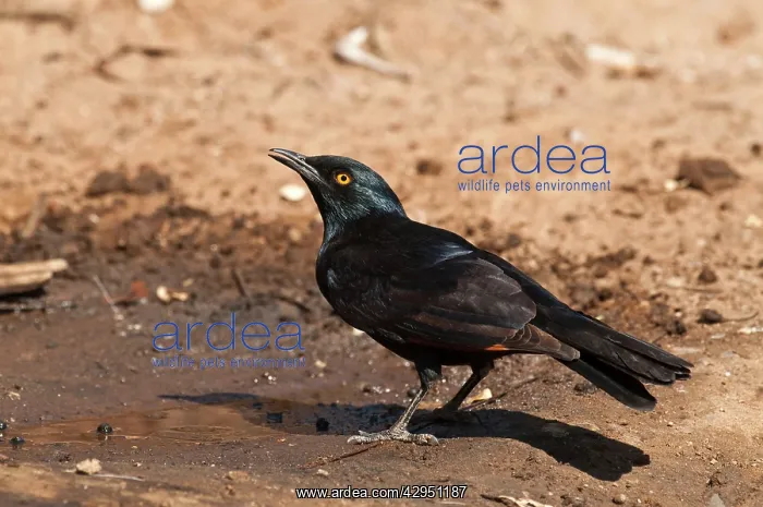 : Palewinged starling - Drinking from puddle : Palewinged starling - Drinking from puddle
