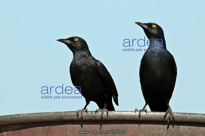 : Palewinged starlings - pair on edge of water tank : Palewinged starlings - pair on edge of water tank