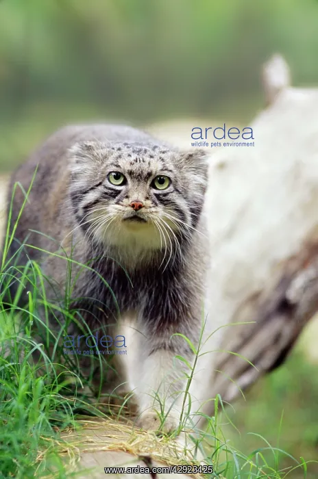 : Pallas Cat : Pallas Cat