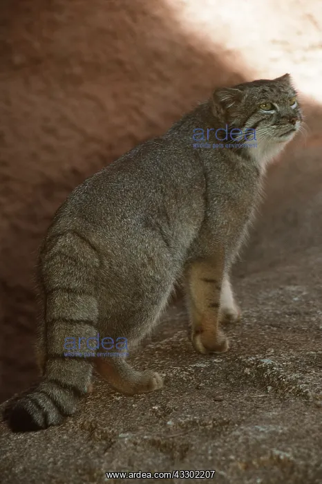: PALLAS CAT : PALLAS CAT