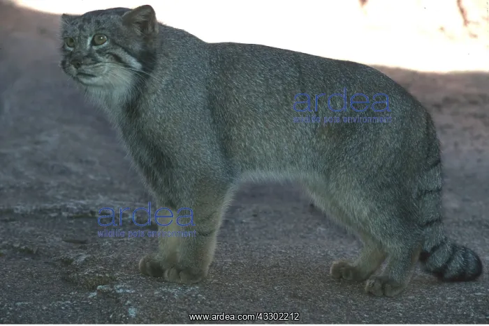 : PALLAS CAT : PALLAS CAT
