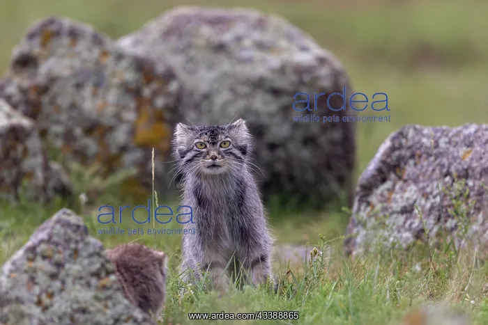 : PALLAS CAT OR MANUL : PALLAS CAT OR MANUL