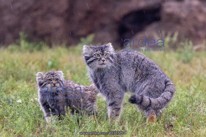 : PALLAS CAT OR MANUL : PALLAS CAT OR MANUL