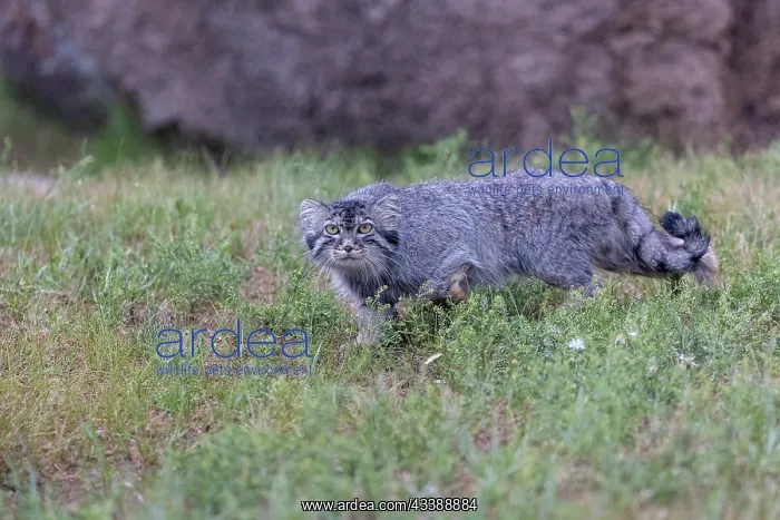 : PALLAS CAT OR MANUL : PALLAS CAT OR MANUL