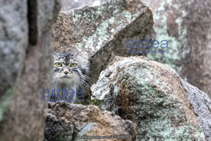 : PALLAS CAT OR MANUL : PALLAS CAT OR MANUL