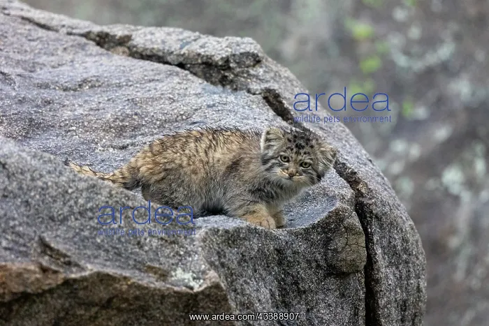 : PALLAS CAT OR MANUL : PALLAS CAT OR MANUL