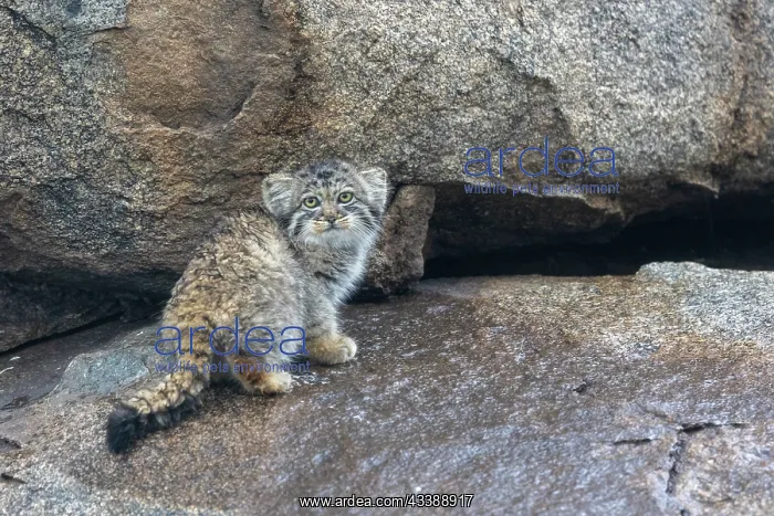 : PALLAS CAT OR MANUL : PALLAS CAT OR MANUL
