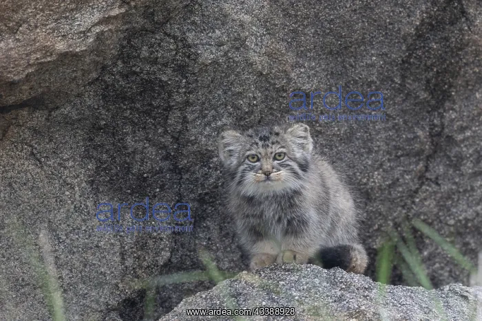 : PALLAS CAT OR MANUL : PALLAS CAT OR MANUL