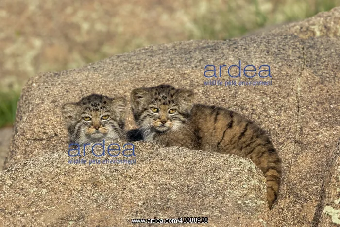 : PALLAS CAT OR MANUL : PALLAS CAT OR MANUL