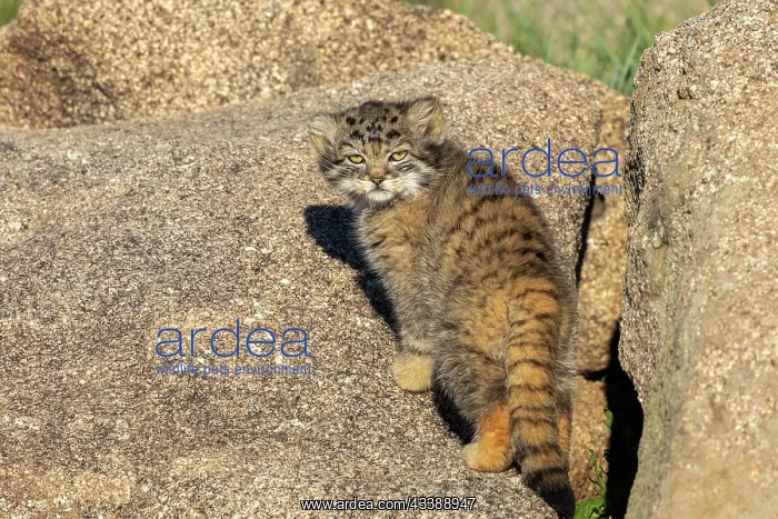 : PALLAS CAT OR MANUL : PALLAS CAT OR MANUL