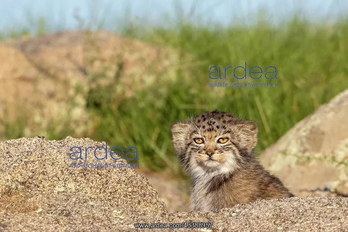 : PALLAS CAT OR MANUL : PALLAS CAT OR MANUL