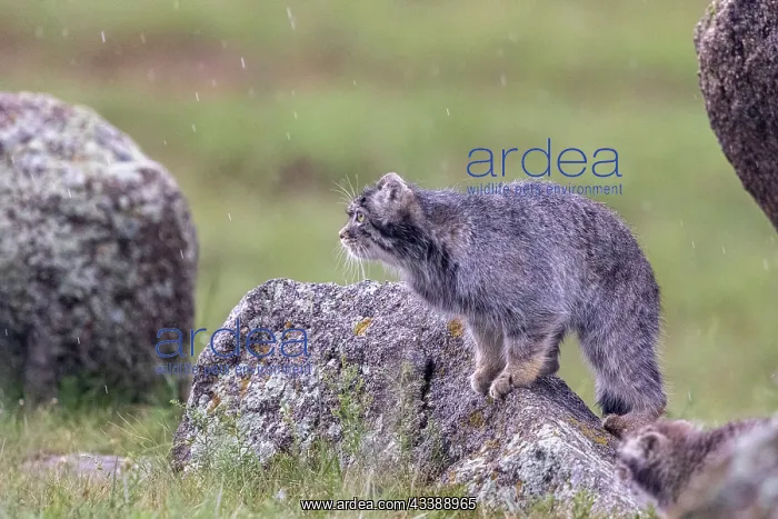 : PALLAS CAT OR MANUL : PALLAS CAT OR MANUL