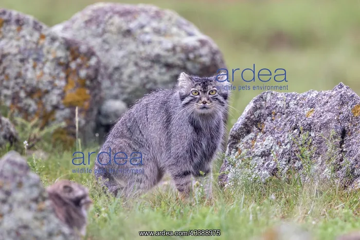 : PALLAS CAT OR MANUL : PALLAS CAT OR MANUL