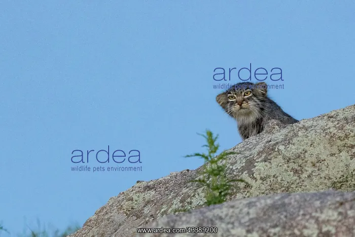 : PALLAS CAT OR MANUL : PALLAS CAT OR MANUL