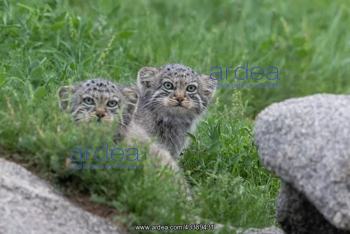 : PALLAS CAT OR MANUL : PALLAS CAT OR MANUL