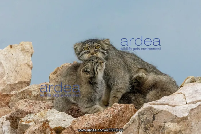 : PALLAS CAT OR MANUL : PALLAS CAT OR MANUL
